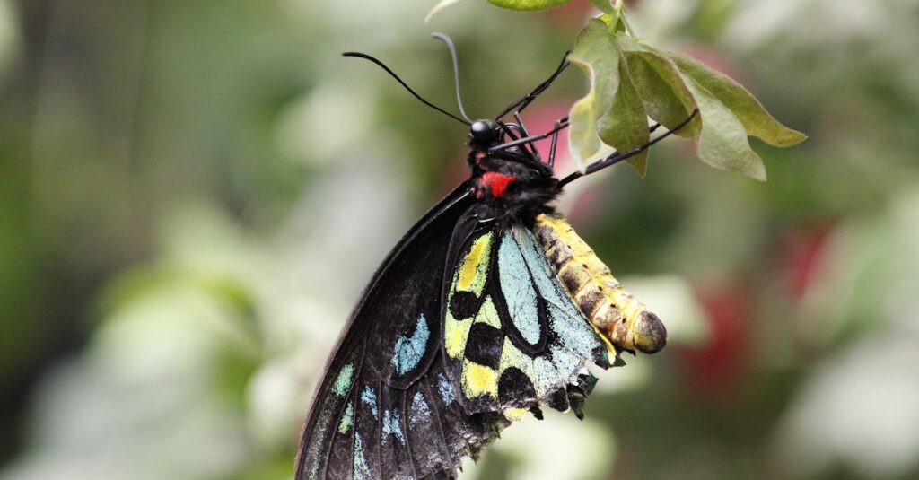 découvrez la buell xb12x ulysses, une moto tout-terrain polyvalente alliant puissance et agilité pour des aventures urbaines et hors route inoubliables.