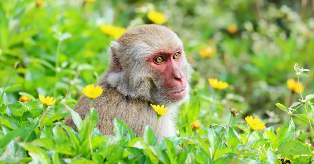 Honda se prépare à relancer le mythique modèle du Monkey découvrez la honda monkey, une moto compacte et stylée alliant performance et design vintage pour une expérience de conduite unique en ville et sur route.