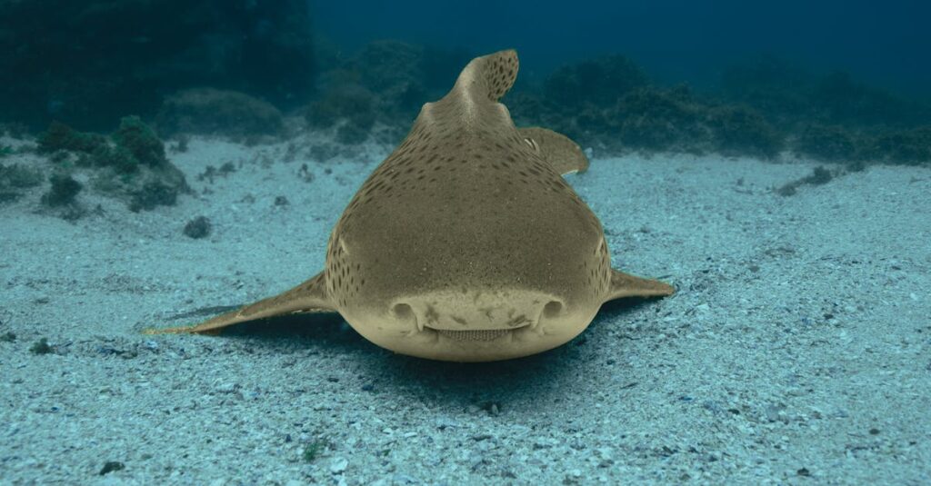 découvrez le casque shark spartan gt pro carbon alliant performance, légèreté et design innovant pour une protection optimale lors de vos trajets en moto.