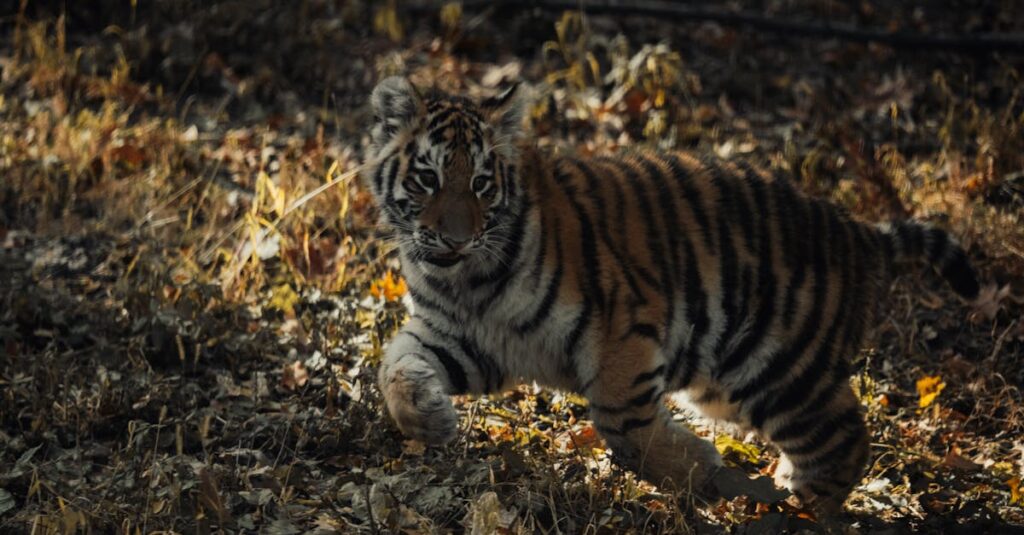 découvrez la triumph tiger 1200 2022, une moto d'aventure alliant puissance, technologie avancée et confort pour des performances exceptionnelles sur tous les terrains.